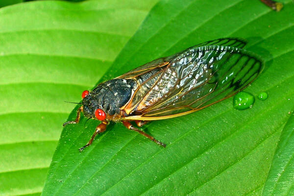 17 Poster featuring the photograph 17 Year Periodical Cicada by Douglas Barnett