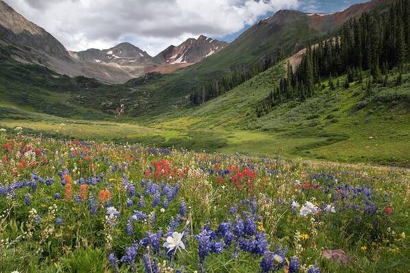 Alpines Poster featuring the photograph Alpine Flowers In Rustler's Gulch, Usa #2 by Bob Gibbons