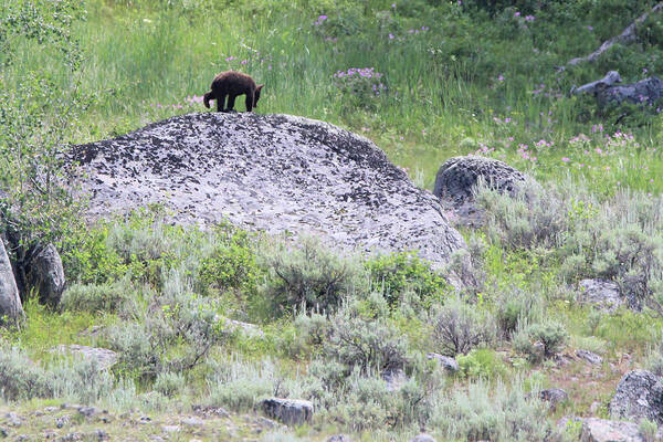 American Black Bear Poster featuring the photograph American Black Bear Yellowstone USA #2 by Bob Savage