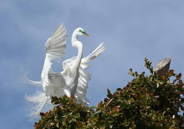 Great Egret Poster featuring the photograph Angel Wings #2 by Fraida Gutovich