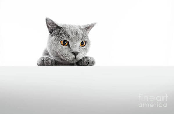 Cat Poster featuring the photograph British Shorthair cat isolated on white. Hunting #2 by Michal Bednarek
