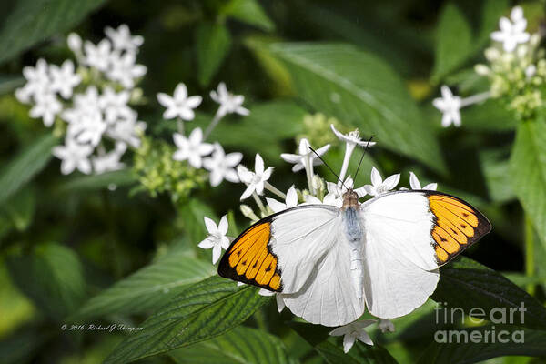 Butterfly Wonderland Poster featuring the photograph Butterfly #3 by Richard J Thompson