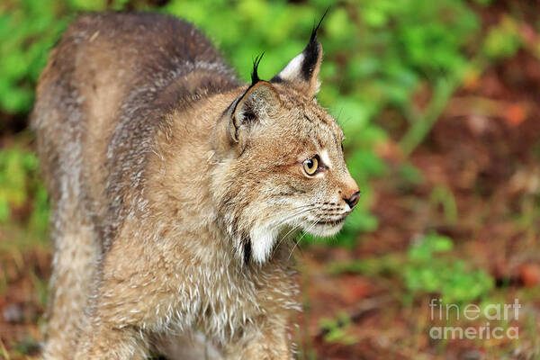 Canada Lynx Poster featuring the photograph Canada Lynx #2 by Louise Heusinkveld