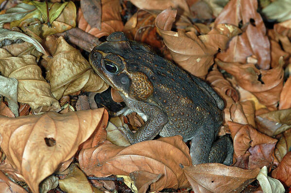 Bufo Marinos Poster featuring the photograph Cane Toad #2 by Breck Bartholomew