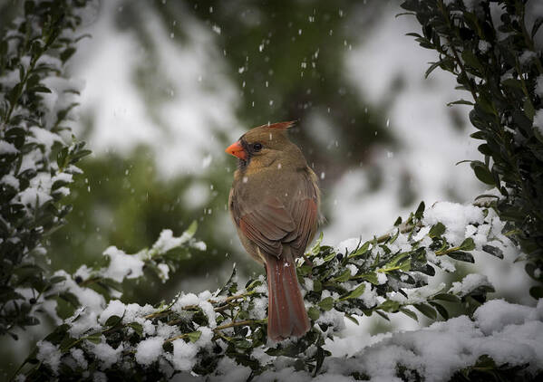 Bird Poster featuring the photograph Cardinal in Snow #2 by David Kay