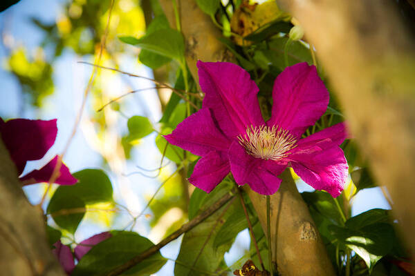Clematis Poster featuring the photograph Clematis in Bloom #2 by Barry Jones