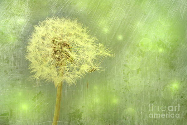 Background Poster featuring the photograph Closeup of dandelion with seeds #2 by Sandra Cunningham