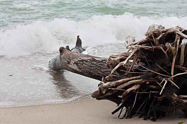 Ocean Poster featuring the photograph Dead tree #2 by Boyan Dimitrov