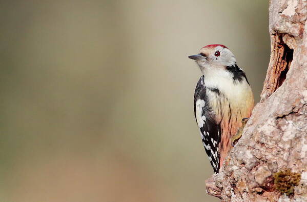 Dendrocopos Medius Poster featuring the photograph Dendrocopos medius #3 by Natura Argazkitan