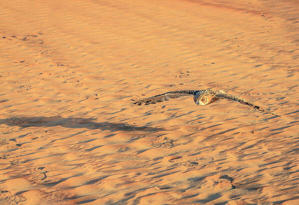 Dubai Poster featuring the photograph Desert Eagle Owl #2 by Alexey Stiop