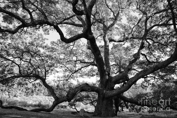 Oak Poster featuring the photograph Granby Oak #2 by HD Connelly