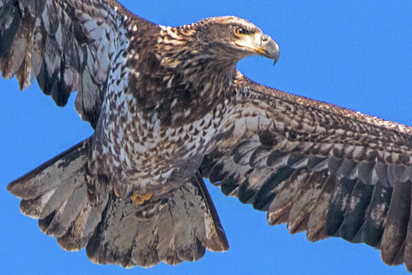 Eagle Poster featuring the photograph Immature Eagle in Flight #3 by Ira Marcus