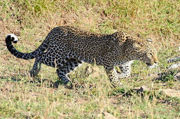 Poised Poster featuring the photograph Leopard Stalking #2 by Tom Wurl