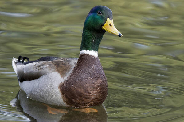 00429857 Poster featuring the photograph Mallard Drake Santa Cruz Monterey Bay #2 by Sebastian Kennerknecht