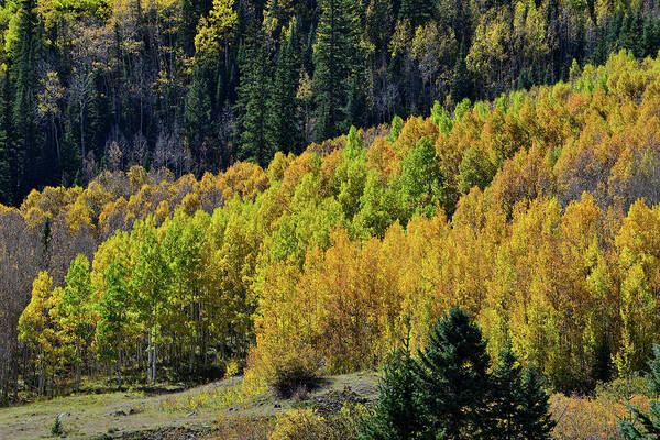 Colorado Poster featuring the photograph Million Dollar Highway Aspens #1 by Ray Mathis