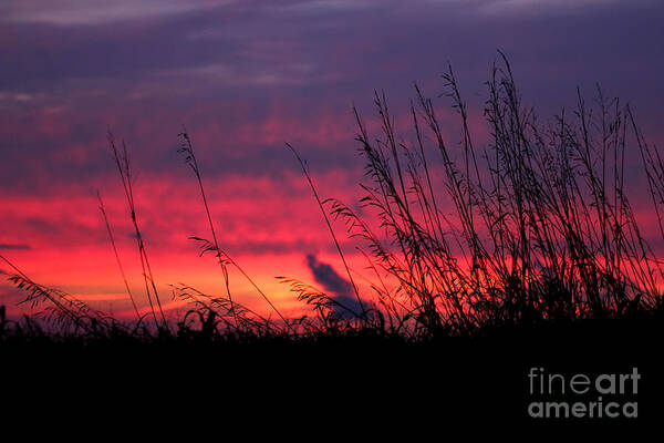 Landscape Poster featuring the photograph Morning Poetry #2 by Everett Houser