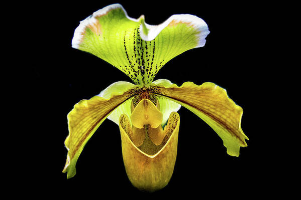 Flower Poster featuring the photograph Orchid by Richard Goldman