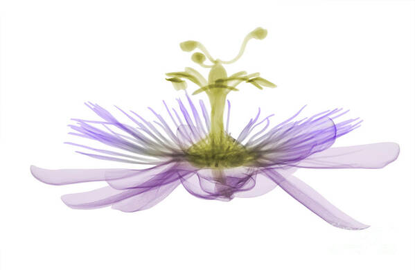 X-ray Poster featuring the photograph Passion Flower, X-ray #2 by Ted Kinsman