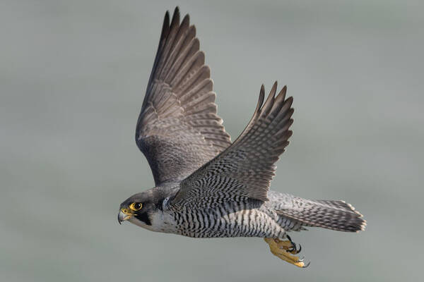 Peregrine Poster featuring the photograph Peregrine Falcon #2 by Ian Hufton