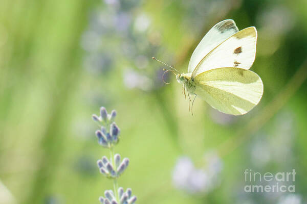 Europe Poster featuring the photograph Pieris brassicae, the large white, also called cabbage butterfly #2 by Amanda Mohler