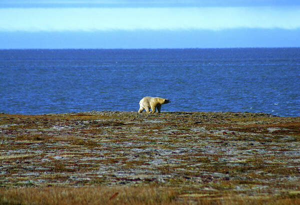 Polar Bear Poster featuring the photograph Polar Bear #2 by Anthony Jones