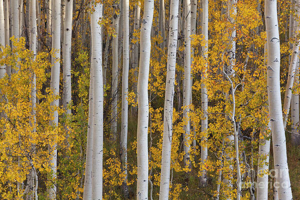 00559137 Poster featuring the photograph Quaking Aspens in Autumn #2 by Yva Momatiuk John Eastcott