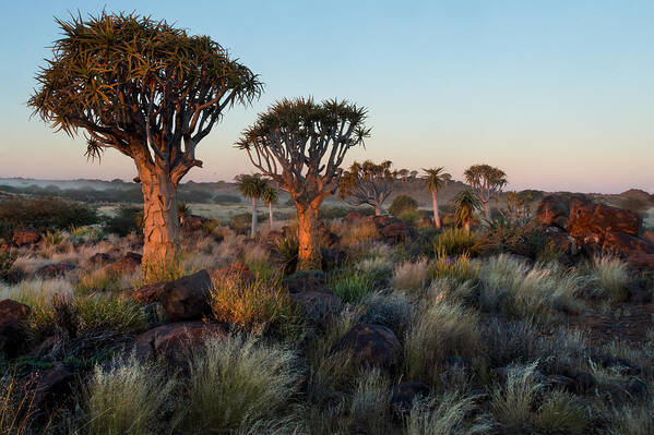 Photography Poster featuring the photograph Quiver Tree Aloe Dichotoma, Quiver Tree #2 by Panoramic Images