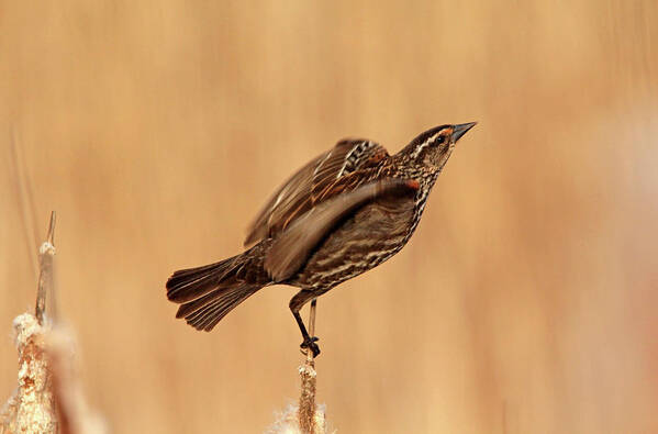 Red Winged Blackbird Poster featuring the photograph She's A Lady #2 by Debbie Oppermann