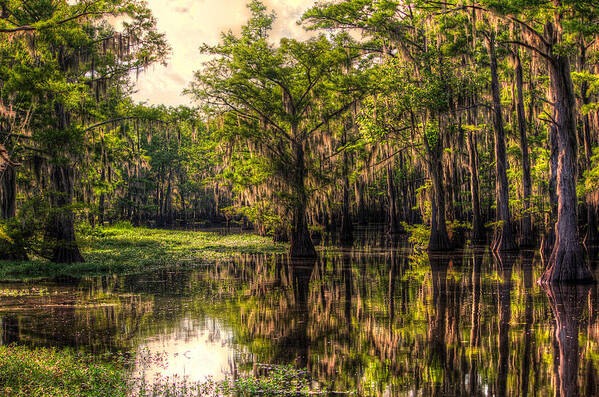Bayou Poster featuring the photograph Tranquility #2 by Ester McGuire