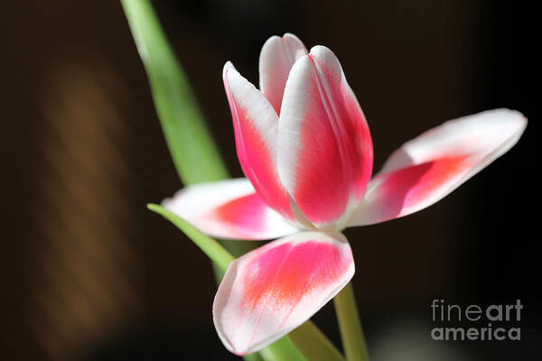 Tags: Poster featuring the photograph Tulip #2 by Amanda Barcon