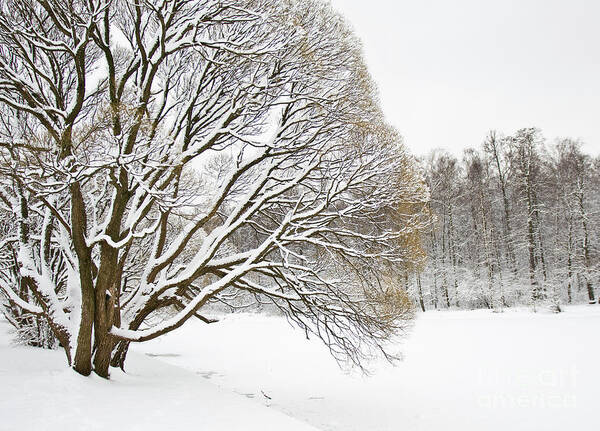 Winter Poster featuring the photograph Winter park #3 by Irina Afonskaya