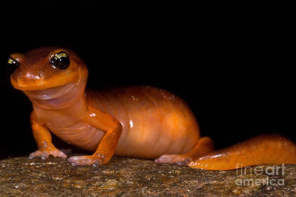 Animal Poster featuring the photograph Yellow-eye Ensatina Salamander #2 by Dant Fenolio