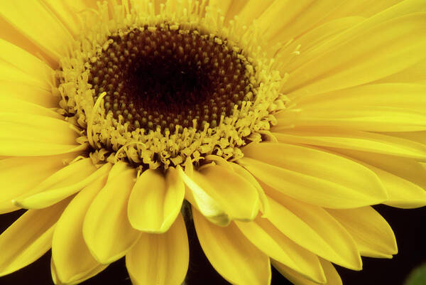 Daisy Poster featuring the photograph Yellow Gerbera Daisy #2 by JT Lewis