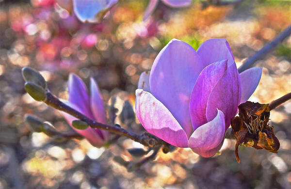 Magnolias Poster featuring the photograph 2015 Early Spring Magnolia by Janis Senungetuk