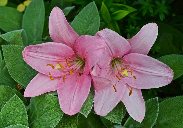 Asiatic Lilies Poster featuring the photograph 2015 Summer at the Garden Pink Lilies 1 by Janis Senungetuk