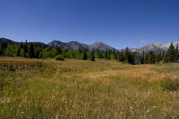 Panoramic Poster featuring the photograph Mountain Meadow #26 by Mark Smith
