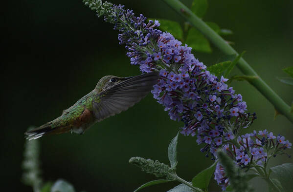 Hummingbirds-butterfly Bush- Broadtail Hummingbird- Purples And Vibrant Greens- Images And Photography By -rae Ann M Garrett- Poster featuring the photograph 287 by Rae Ann M Garrett
