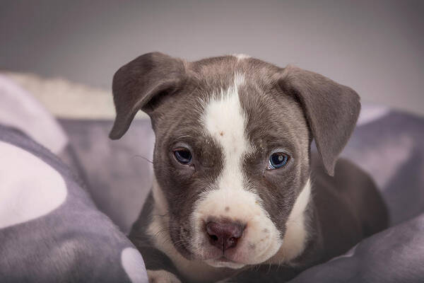 Adorable Poster featuring the photograph American Pitbull Puppy #3 by Peter Lakomy