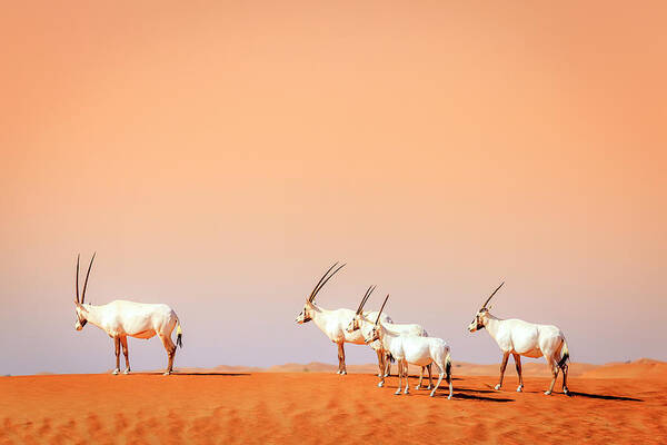 Arabian Poster featuring the photograph Arabian Oryx #3 by Alexey Stiop