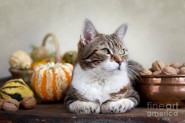 Cat Poster featuring the photograph Cat and Pumpkins #3 by Nailia Schwarz