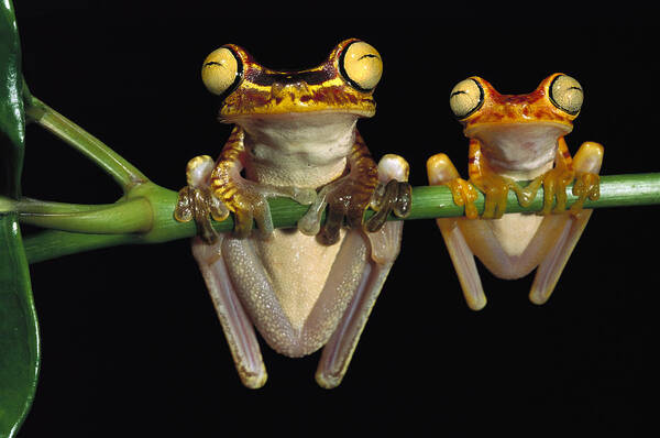 Mp Poster featuring the photograph Chachi Tree Frog Hyla Picturata Pair #3 by Pete Oxford
