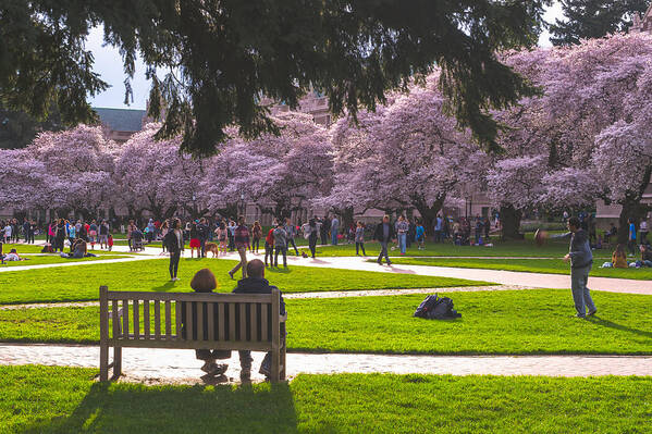 Cherry Blossom Poster featuring the photograph Cherry Blossom in UW #3 by Hisao Mogi