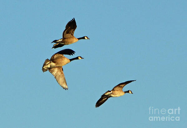 3 Geese Poster featuring the photograph 3 Geese in Flight by Cindy Schneider