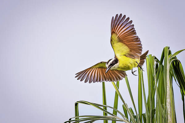 Animal Poster featuring the photograph Great Crested Flycatcher #3 by Peter Lakomy