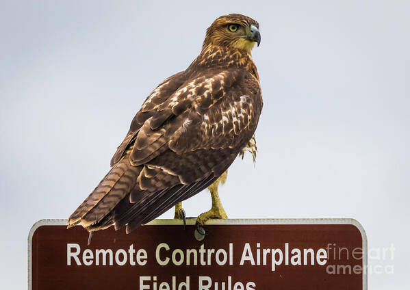 Canon Poster featuring the photograph Juvenile Red-Tailed Hawk #3 by Ricky L Jones