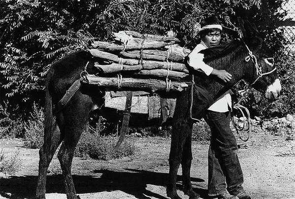 Navajo Boy Donkey Carrying Wood Inter-tribal Indian Rodeo Gallup New Mexico 1969. Poster featuring the photograph Navajo Boy Donkey Carrying Wood Inter-tribal Indian Rodeo Gallup New Mexico 1969. #4 by David Lee Guss