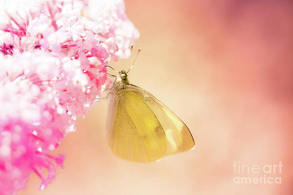 Europe Poster featuring the photograph Pieris brassicae, the large white, also called cabbage butterfly #3 by Amanda Mohler