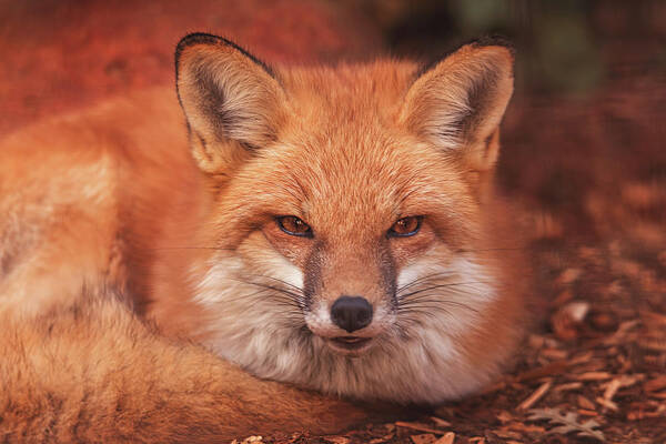 Animal Poster featuring the photograph Red Fox #3 by Brian Cross