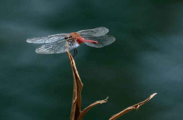 Flame Skimmer Dragonfly Poster featuring the photograph Serenity #3 by Fraida Gutovich
