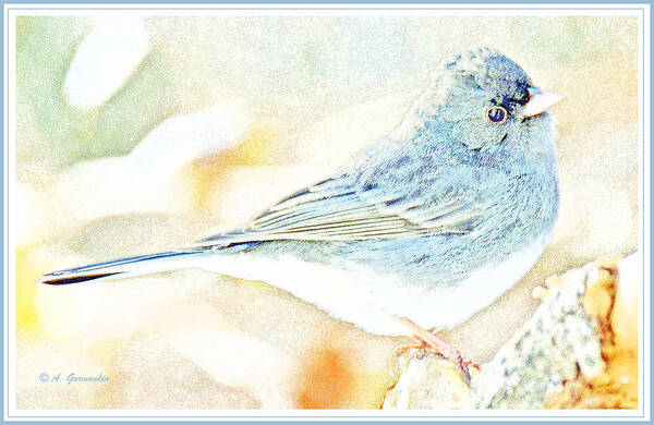 Snowbird Poster featuring the digital art Slate-colored Junco, Snowbird, Male, Animal Portrait #3 by A Macarthur Gurmankin